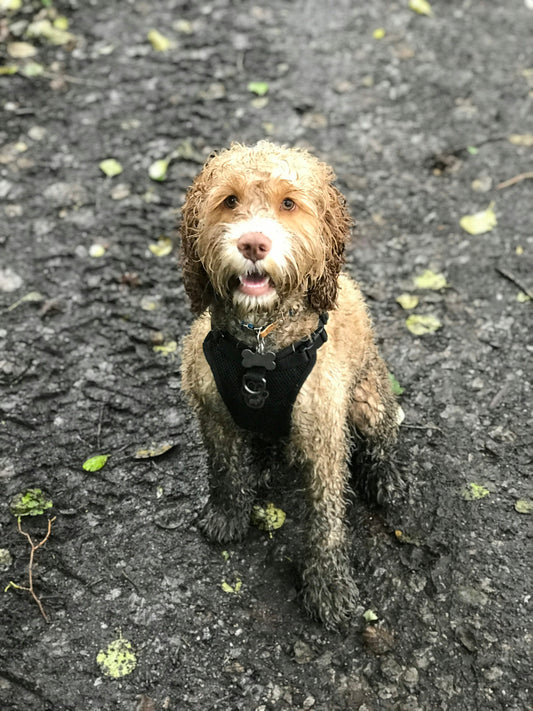 Why Paw Wipes Don't Actually Clean Your Dog's Paws