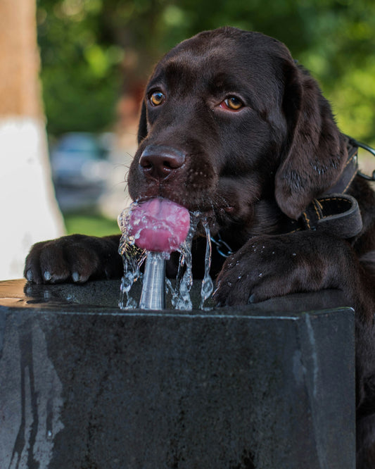 Summer Hydration: The 5-Minute Test for Dog Overheating