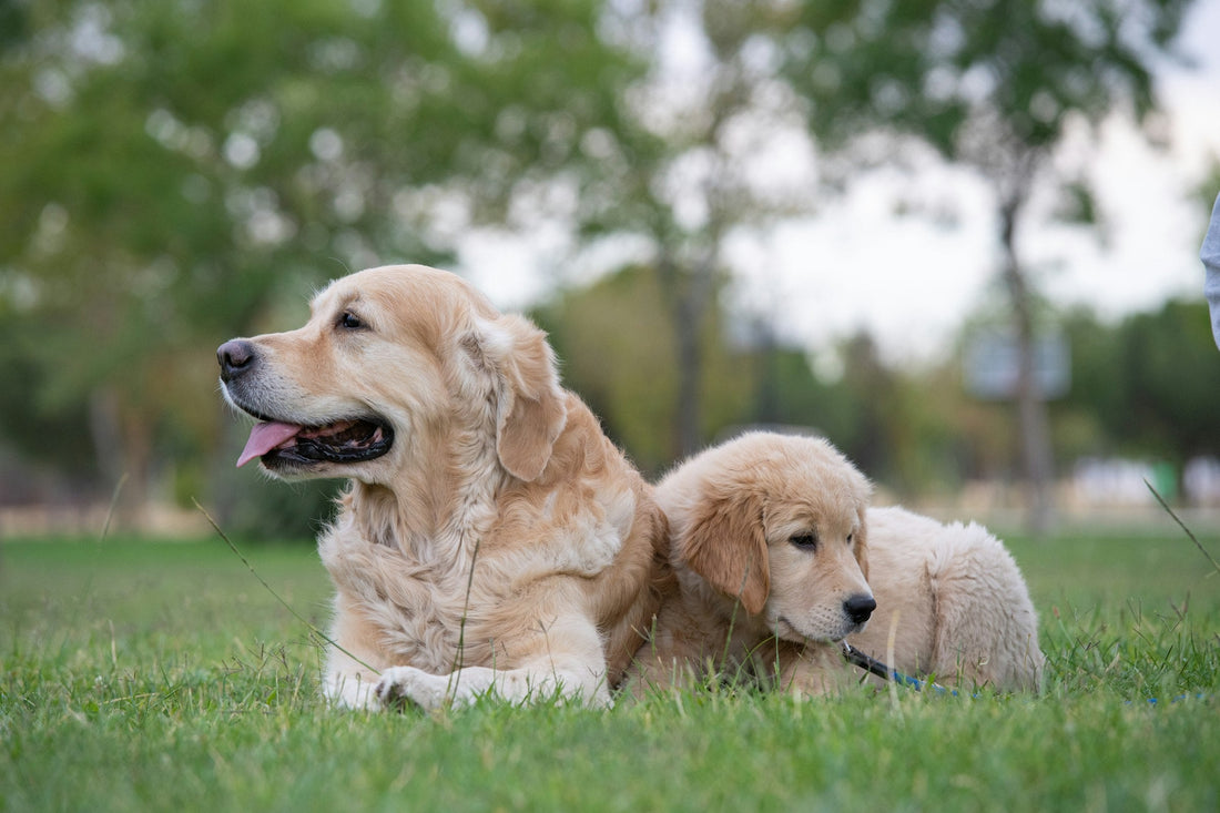 How to Walk a New Puppy: The 30-Day Game Plan