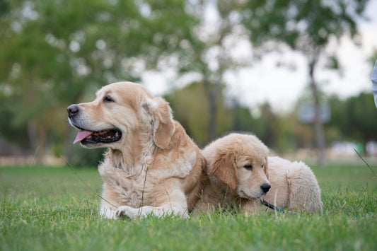 How to Walk a New Puppy: The 30-Day Game Plan