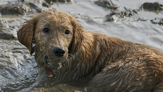 7 Muddiest Dog Breeds Ranked (and How to Save Your Floors)