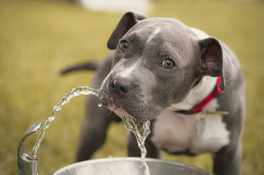 Public Pup Etiquette: A Quick Guide for New Dog Parents