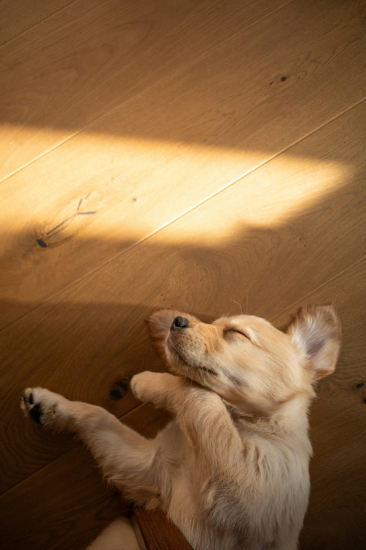 30 Things New Dog Parents Get Wrong in the First Month